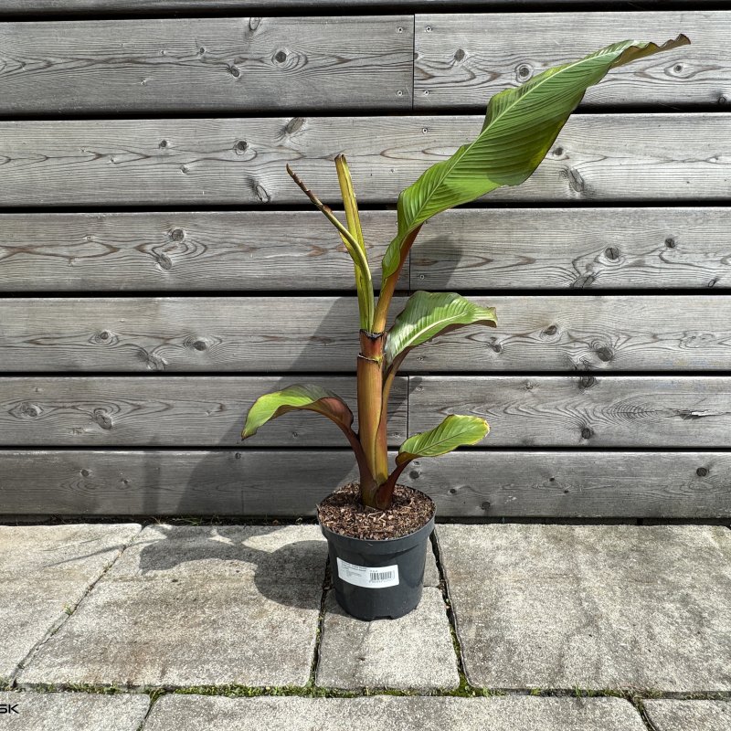 Ensete ventricosum (Banánovník červený) ‘MAURELII’ - kont. C1.5L/C3L, výška: 50-70 cm